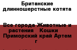Британские длинношерстные котята - Все города Животные и растения » Кошки   . Приморский край,Артем г.